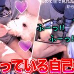 初見リスナーに清楚かつ終わっている挨拶をする夜刀レヴィ【Yatono Levi 切り抜き】2026/06/27 Twitch